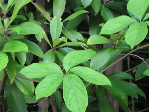 Cây Củ trâu. Dioscorea pentaphylla L. - Cây Thuốc Nam Quanh Ta